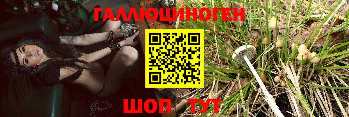 Тайшет  Галлюциногенные грибы MAGIC MUSHROOMS  Вход с VPN  Псилоцибиновые грибы мухоморы 